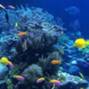 Meet your Posher, Carley